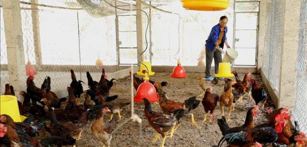 HỢP TÁC XÃ CHĂN NUÔI THANH NGỌC